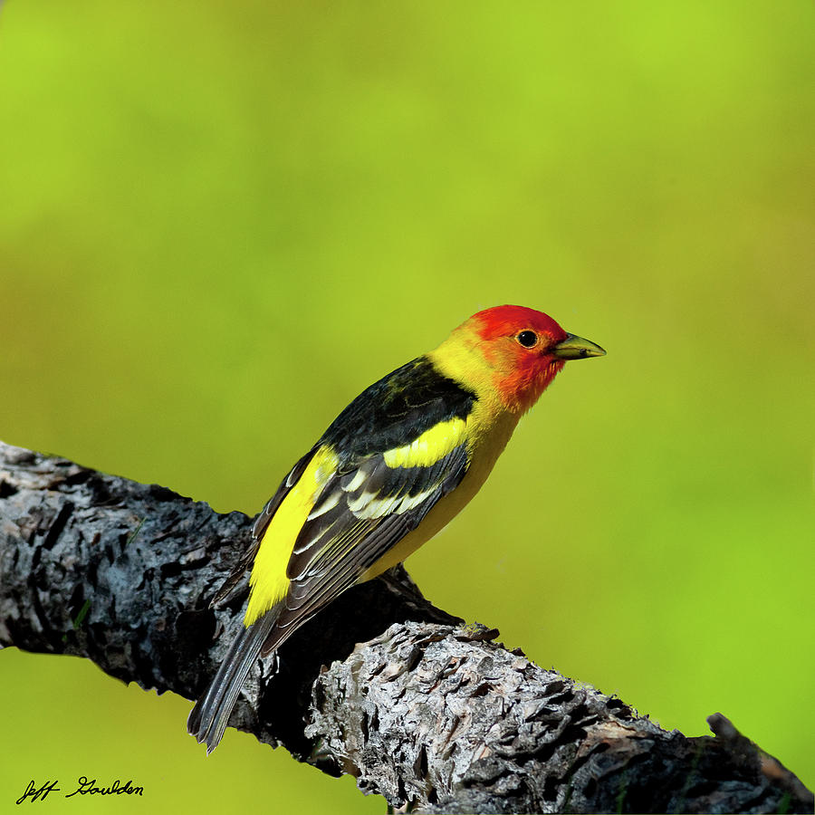 Western Tanager Photograph by Jeff Goulden