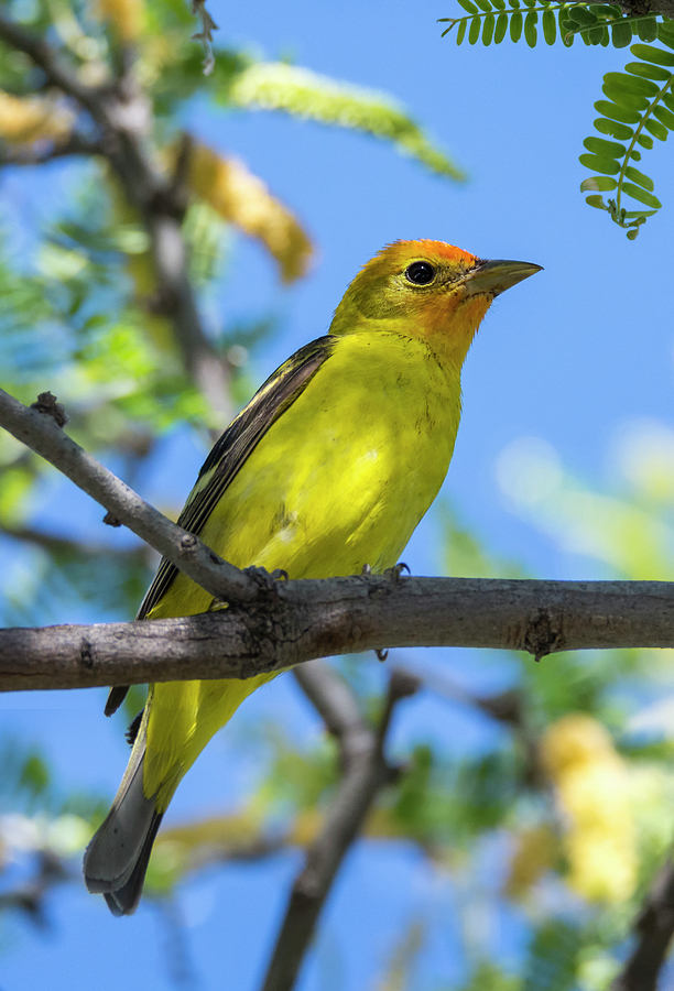 Western Tanager Photograph by Loree Johnson