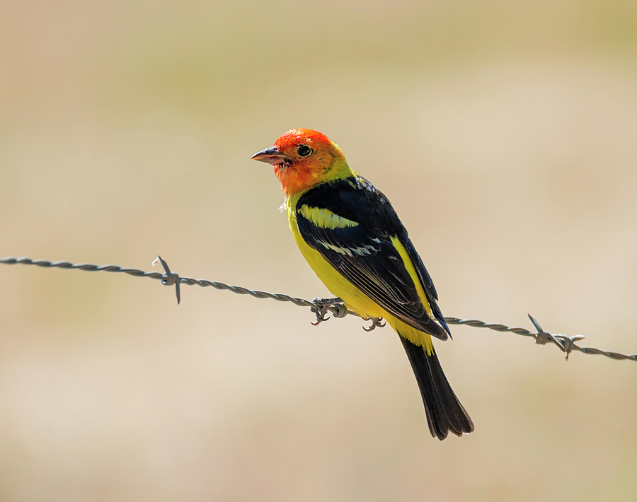 Wildlife Photograph - Western Tanager on Barbed Wire by Loree Johnson