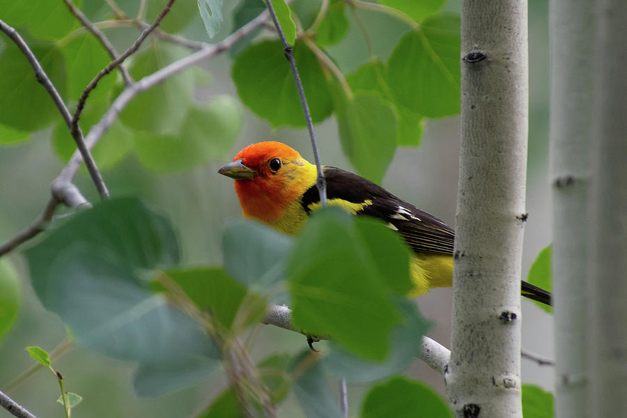 Western Tanager Portrait through the Aspen Photograph by Cascade Colors