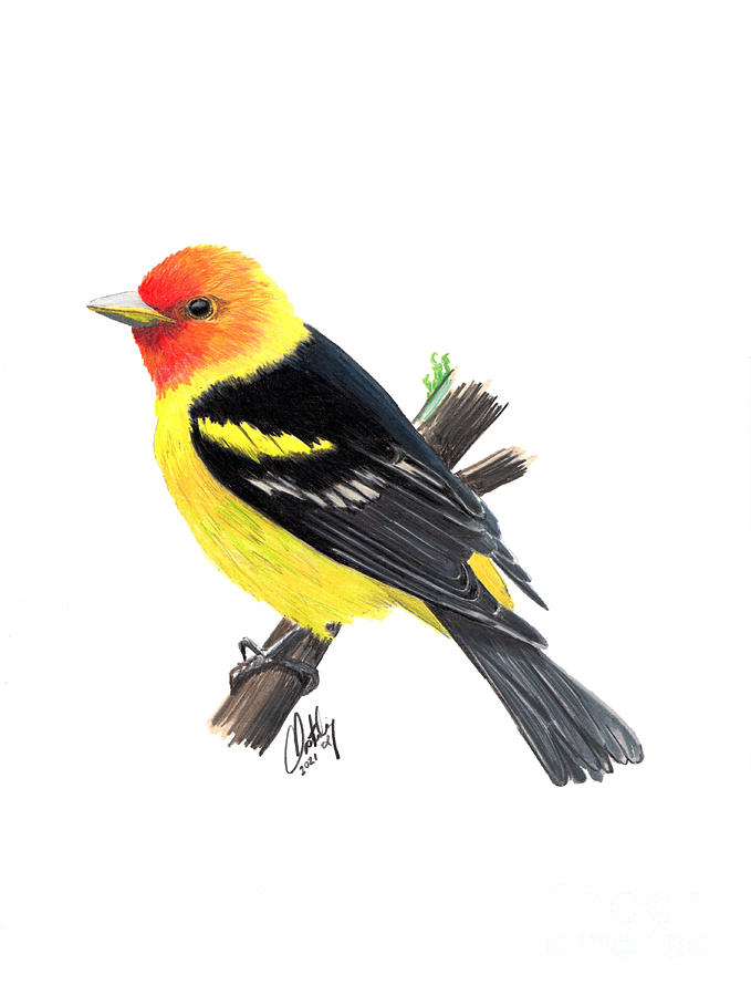 Western Tanager Mixed Media by Stephen Oosterling