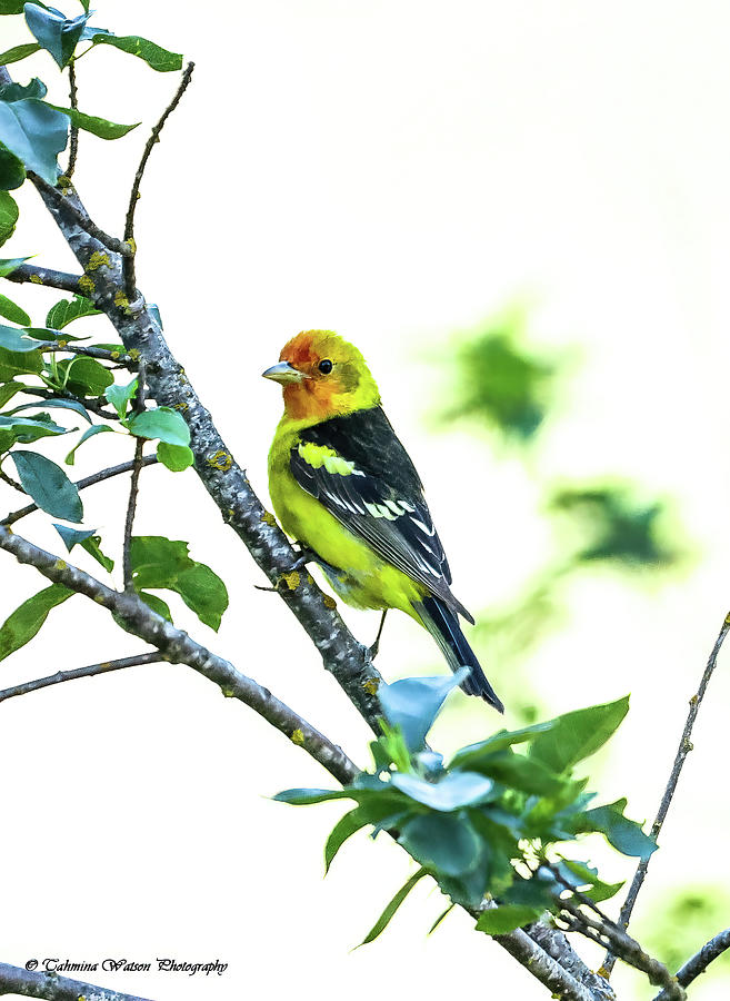 Western Tanager Photograph by Tahmina Watson