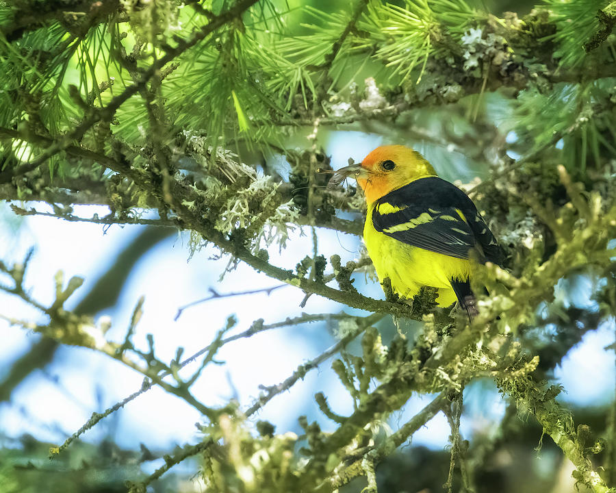 Western Tanager with Insect Photograph by Belinda Greb