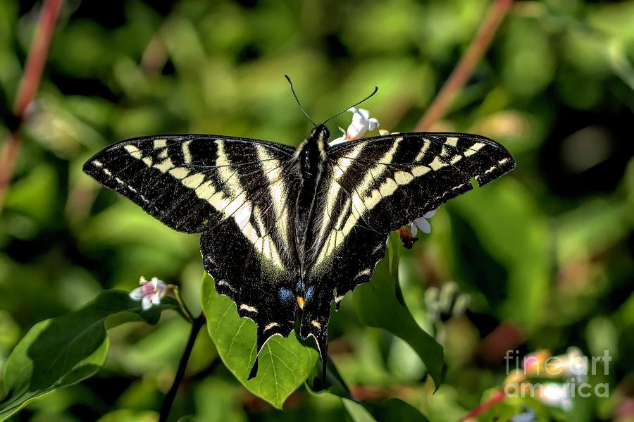 Pale Swallowtail Photograph by Jennifer Jenson - Fine Art America