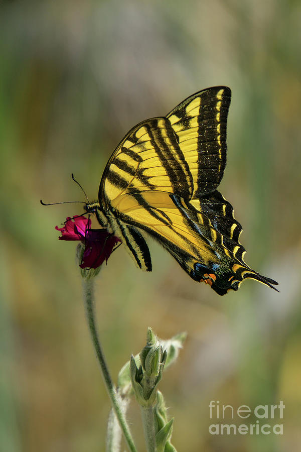 Western Tiger Swallowtail #2 Photograph by Nancy Gleason