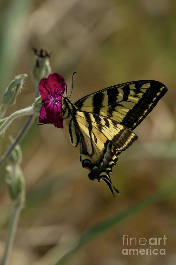 Butterfly Photograph - Western Tiger Swallowtail Butterfly Clings to Wildflower #2 by Nancy Gleason