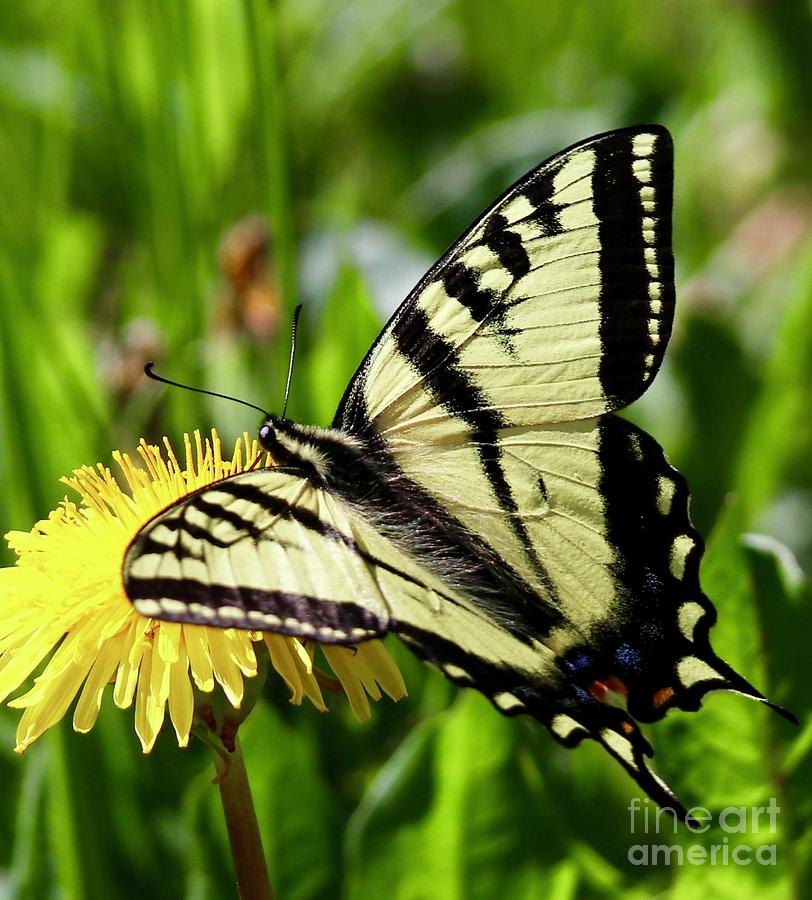 Western Tiger Swallowtail Photograph by Dlamb Photography