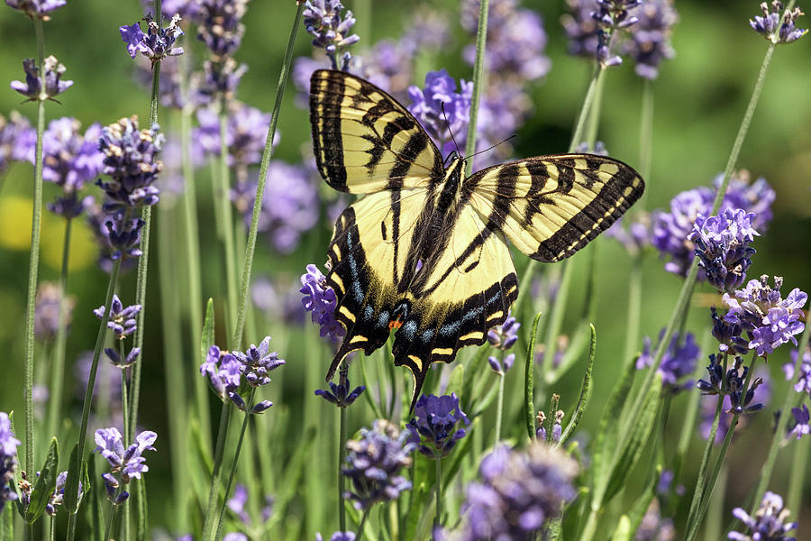 Western Tiger Swallowtail Feeding On Lavender Photograph by Michael Russell