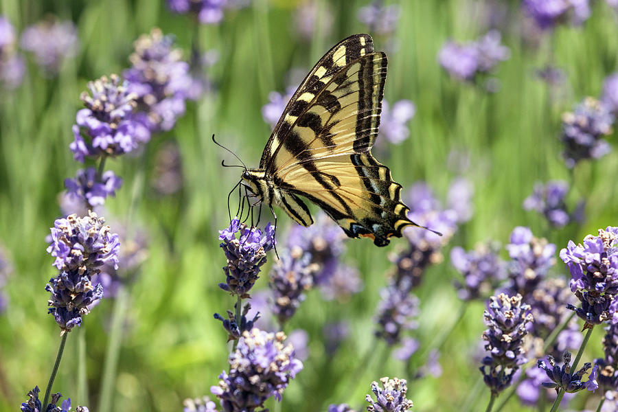 Western Tiger Swallowtail Foraging On Lavende Photograph by Michael Russell