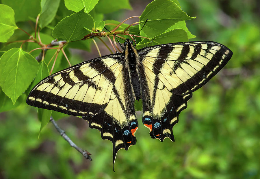 Western Tiger Swallowtail Photograph by Gerald DeBoer