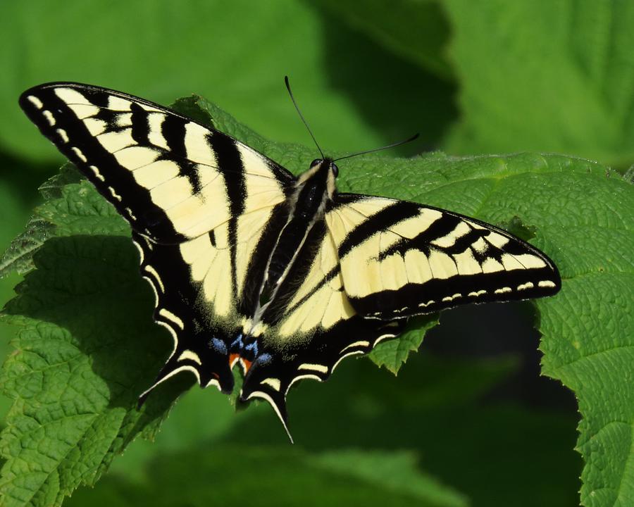 Western Tiger Swallowtail Photograph by Iina Van Lawick