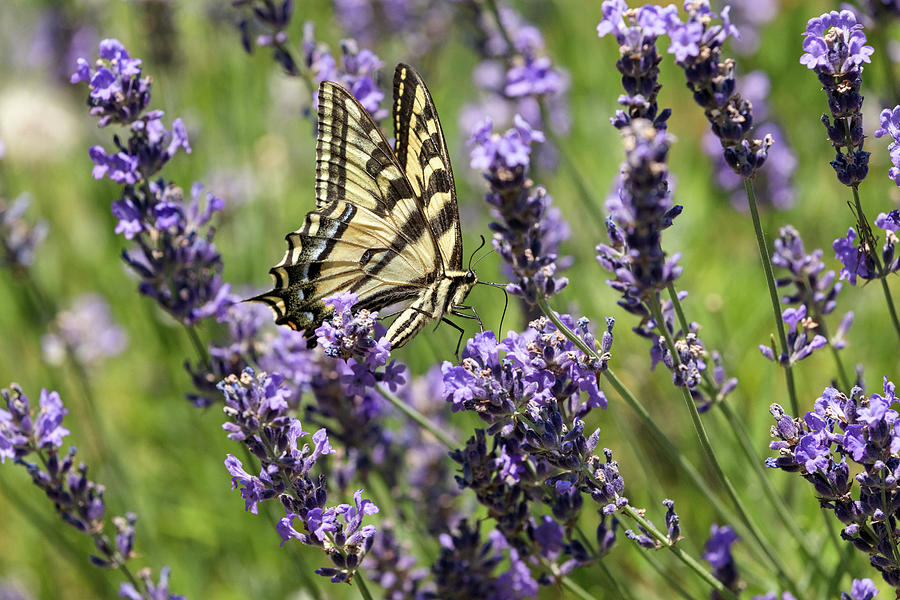 Western Tiger Swallowtail on Lavender Flowers Photograph by Michael Russell