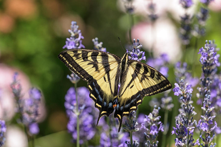 Western Tiger Swallowtail on Lavender Photograph by Michael Russell
