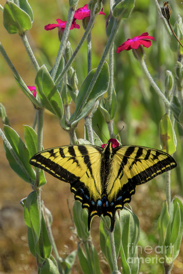Butterfly Photograph - Western Tiger Swallowtail on Rose Campion Flower #1 by Nancy Gleason