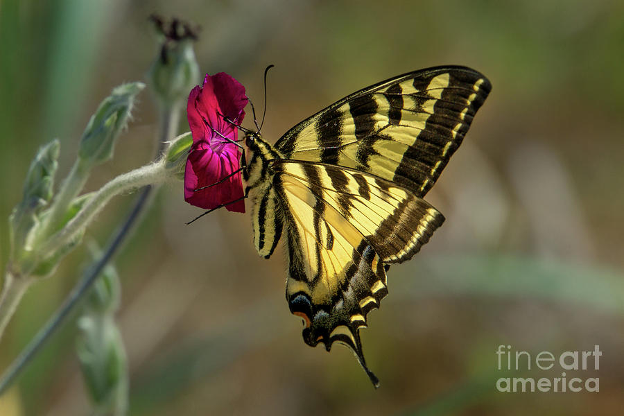 Western Tiger Swallowtail on Rose Campion Flower #3 Photograph by Nancy Gleason