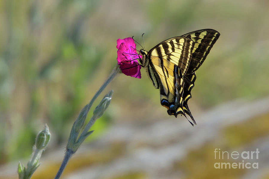 Western Tiger Swallowtail on Rose Campion Flower #4 Photograph by Nancy Gleason