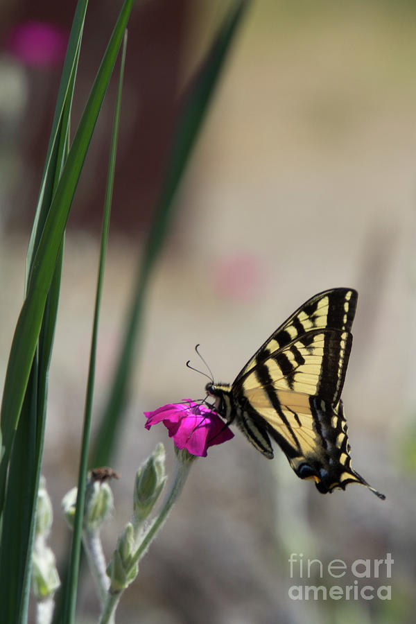 Butterfly Photograph - Western Tiger Swallowtail on Rose Campion Flower #5 by Nancy Gleason