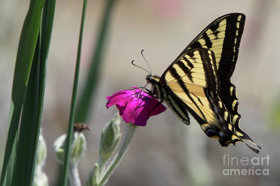 Western Tiger Swallowtail on Rose Campion Flower #6 Photograph by Nancy Gleason