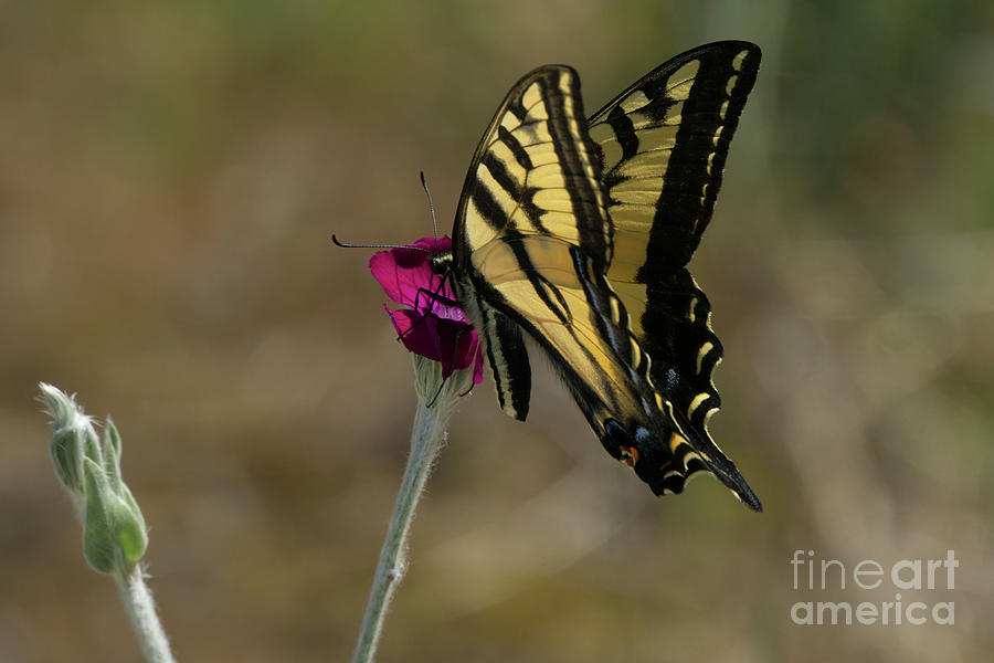 Western Tiger Swallowtail on Rose Campion Flower #7 Photograph by Nancy Gleason