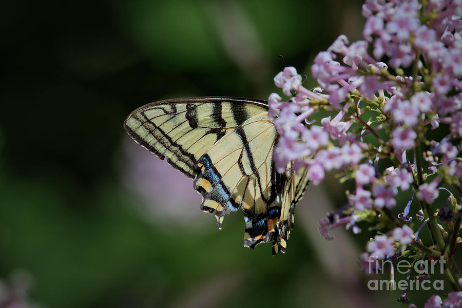Western Tiger Swallowtail Photograph by Thomas Nay