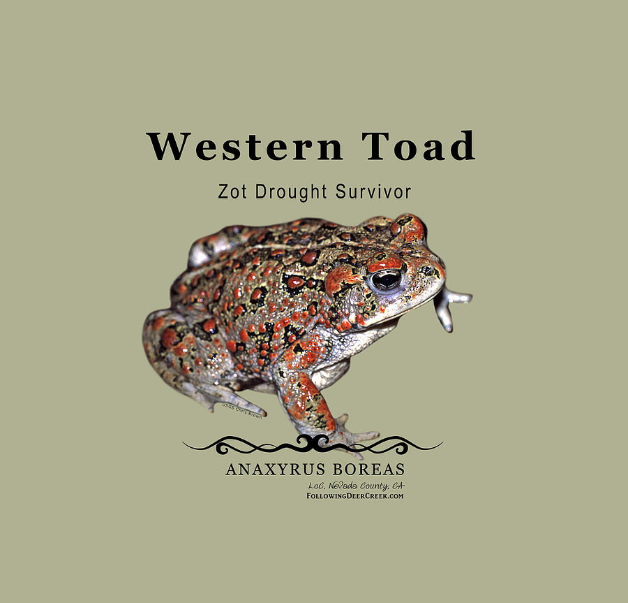 Western Toad Anaxyrus boreas Digital Art by Lisa Redfern