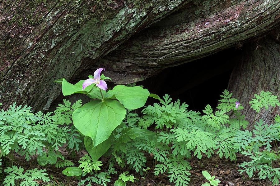 Western Trillium Flower with Bleeding Hearts Photograph by Michael Russell