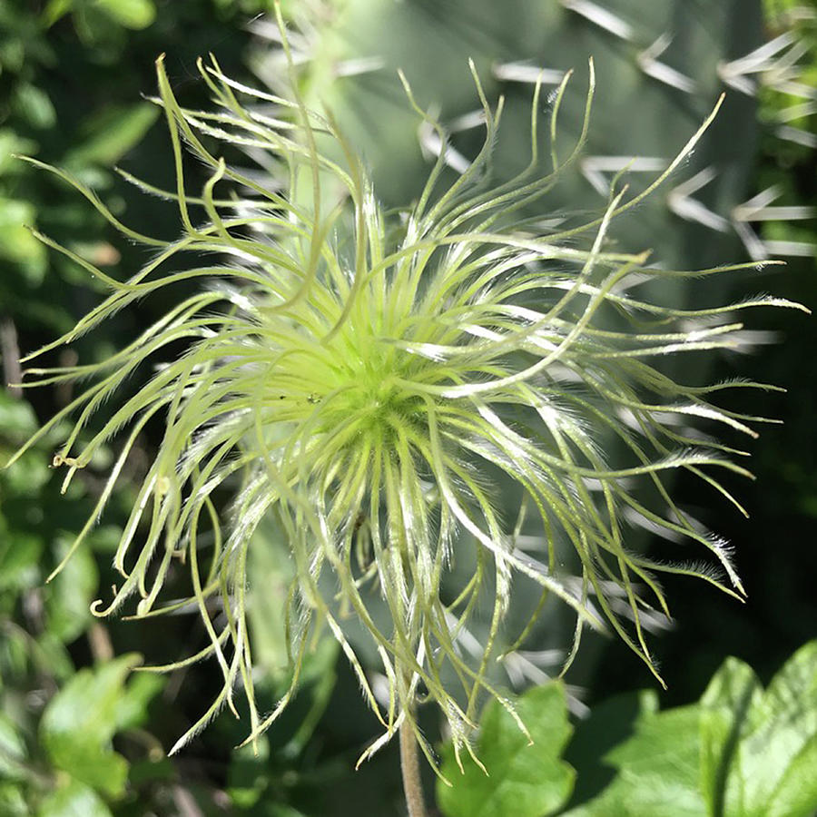 Western White Clematis Photograph by Perry Hoffman