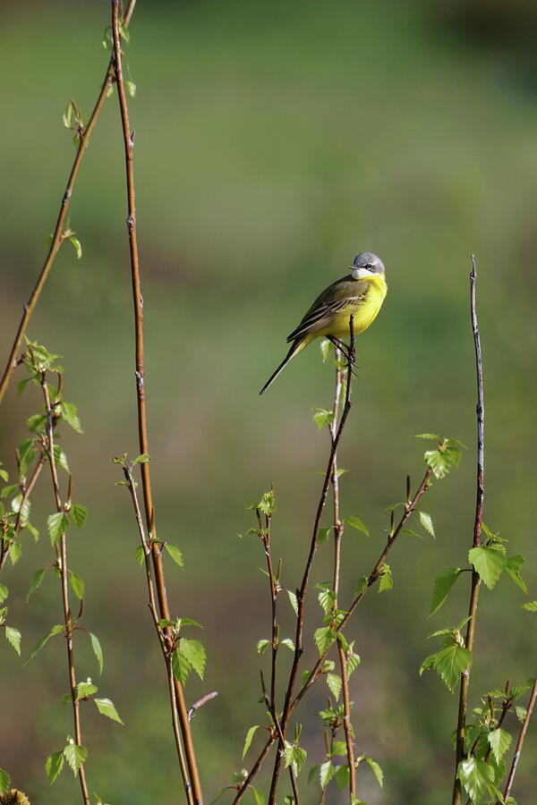 Nature Photograph - Western Yellow Wagtail by Eric BRENAC