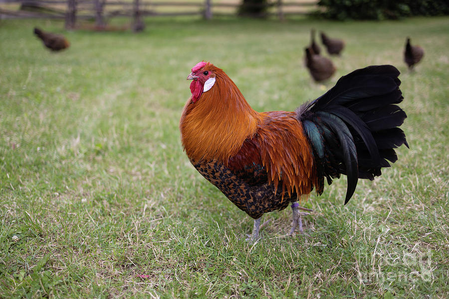 Chicken Photograph - Westfaelischer Totleger by Eva Lechner