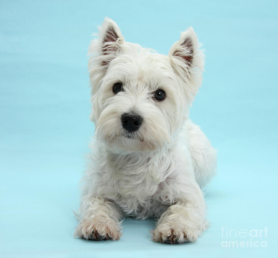 Westie on Blue Photograph by Warren Photographic