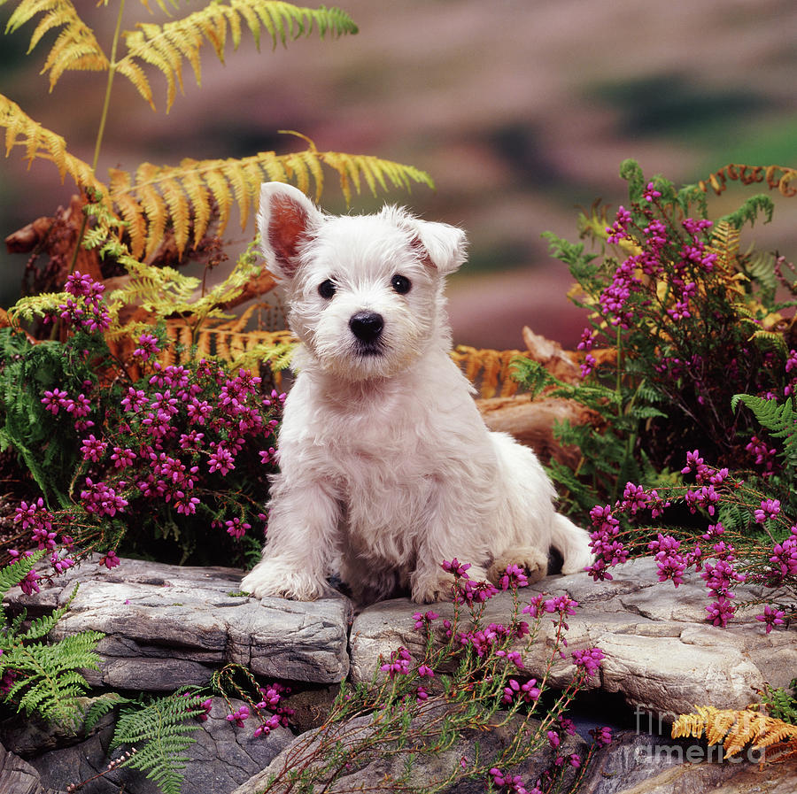 Westie pup among heather Photograph by Warren Photographic