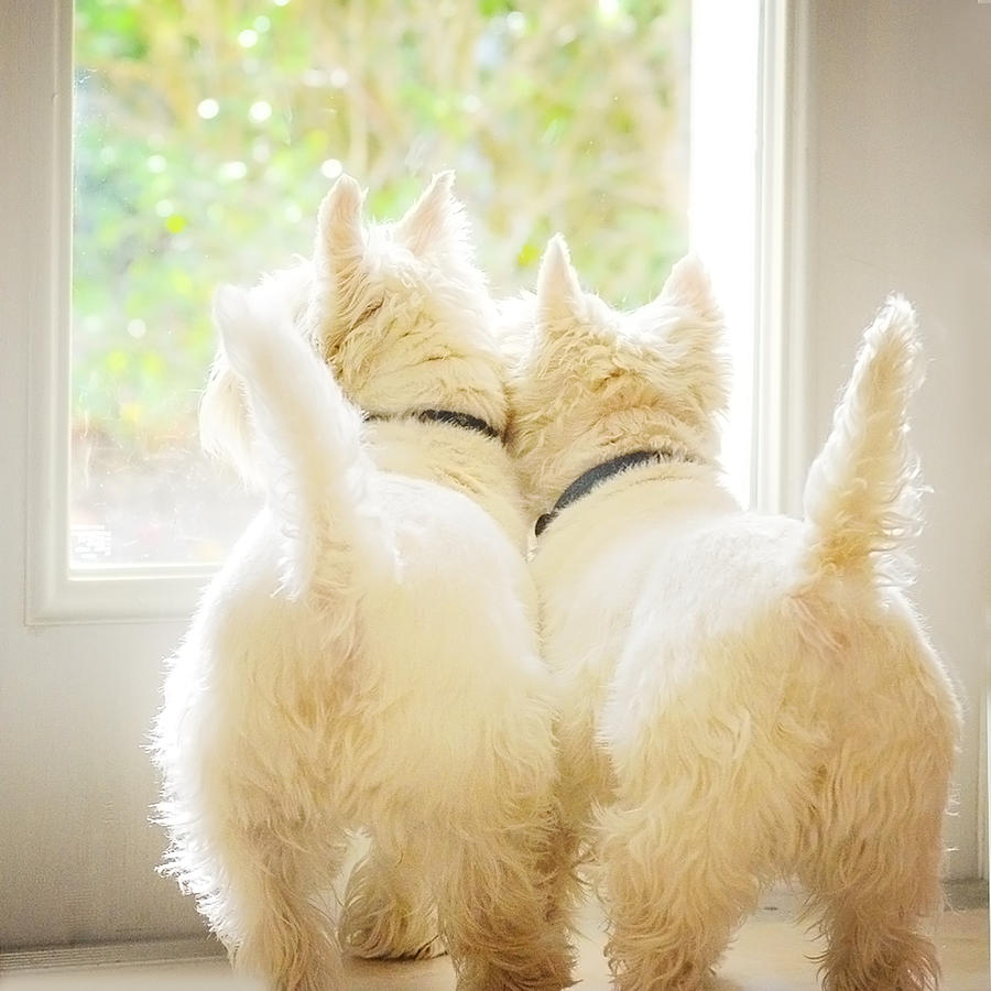 Westies waiting patiently together at the door... Photograph by Image by Sherry Galey