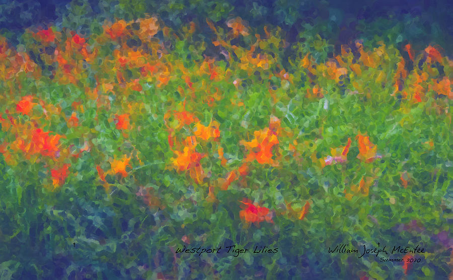 Westport Tiger Lilies Painting by Bill McEntee
