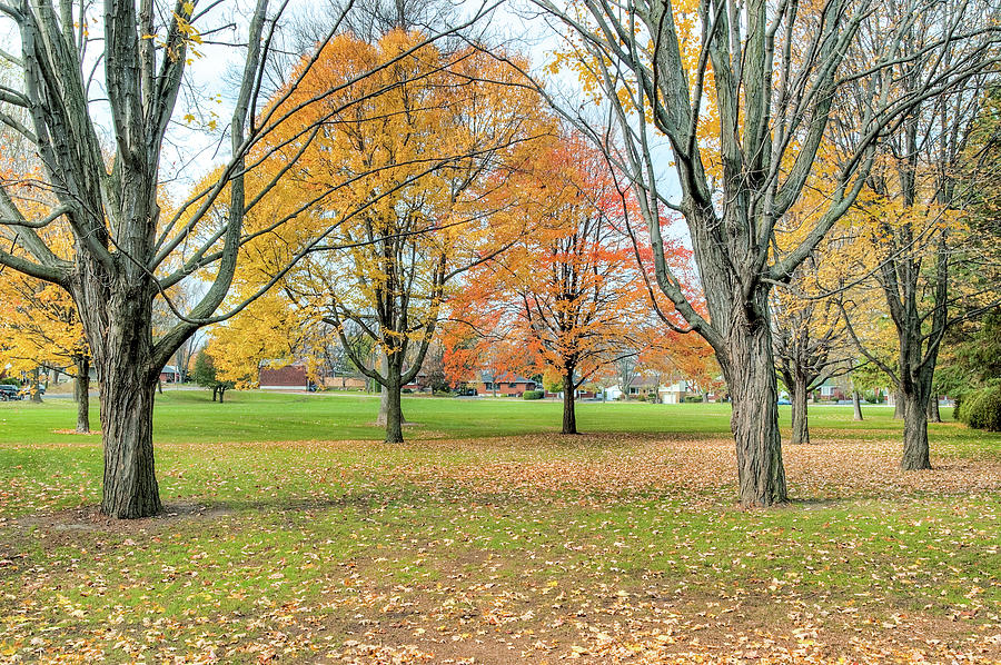 Westwood Park in Autumn Photograph by Rob Huntley