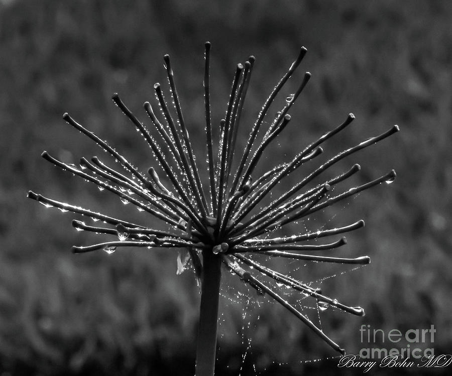 Wet agapanthus stalks BW Photograph by Barry Bohn