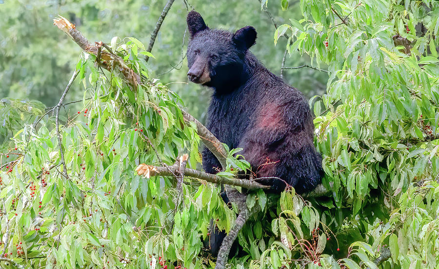 Wet and Hungry, Just a Bear in a Cherry Tree Photograph by Marcy Wielfaert