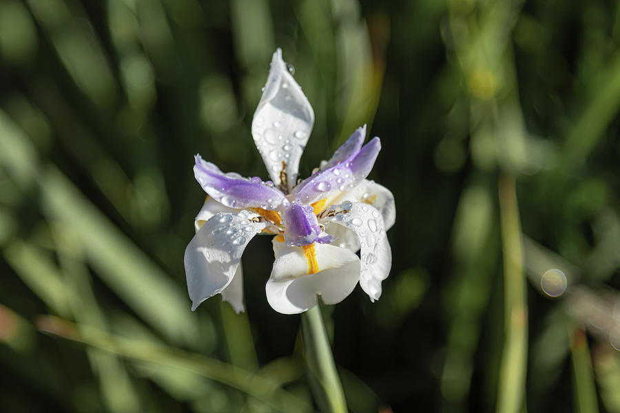 Wet and Wild Iris Photograph by Alison Frank