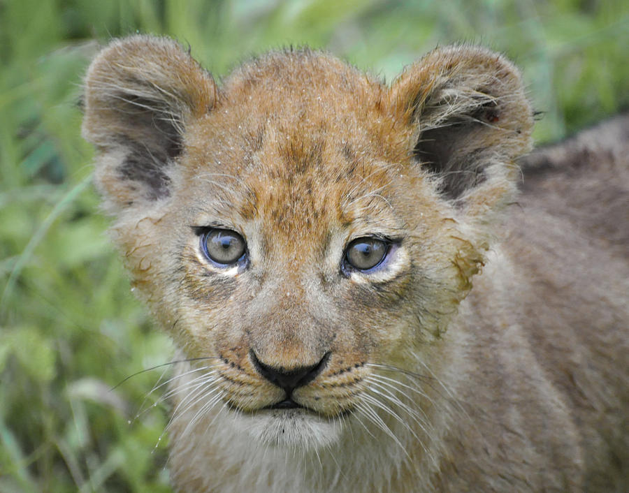 Wet and Wild Lion Cub Photograph by Rebecca Herranen