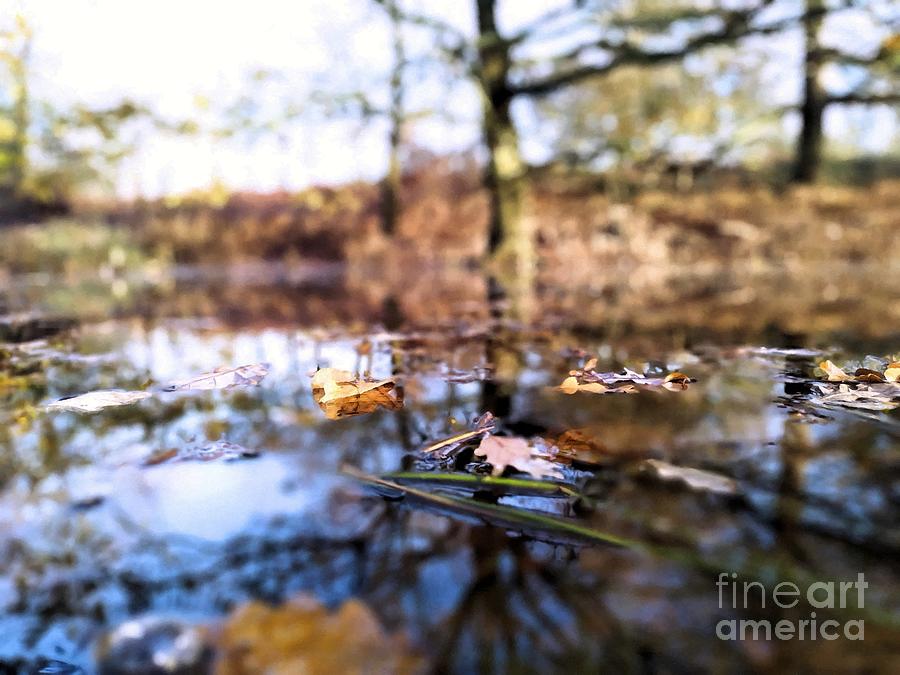 Wet Autumn 1 of 2 by Abbie Shores Wet Autumn 1 of 2 by Abbie Shores