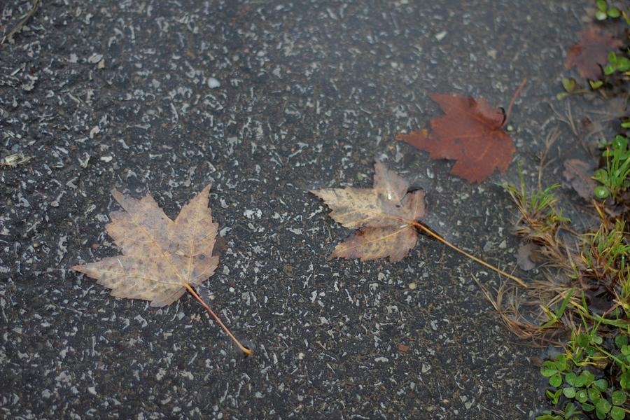 Wet Autumn Leaves in a Puddle Photograph by Valerie Collins