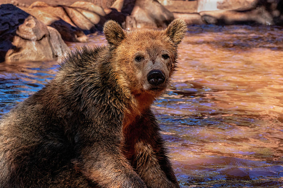 Wet Bear Photograph by Al Judge