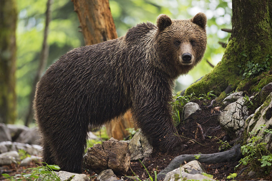 Wet bear in the forest Photograph by Marco Pozzi Photographer