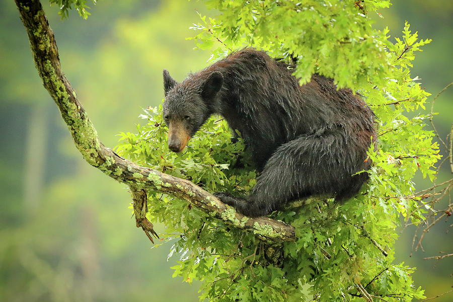 Wet bear in tree Photograph by Coby Cooper