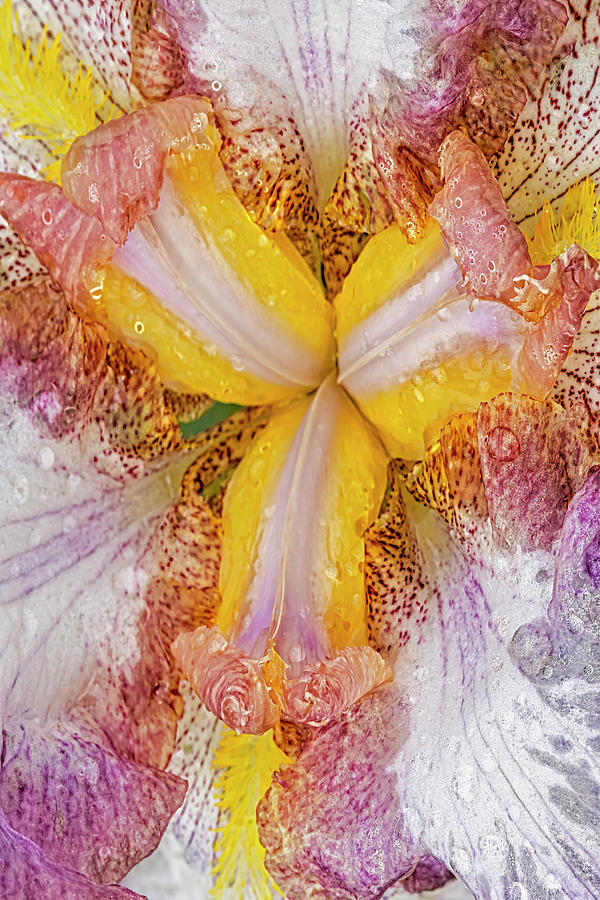 Wet Bearded Iris Flower Photograph by Susan Candelario