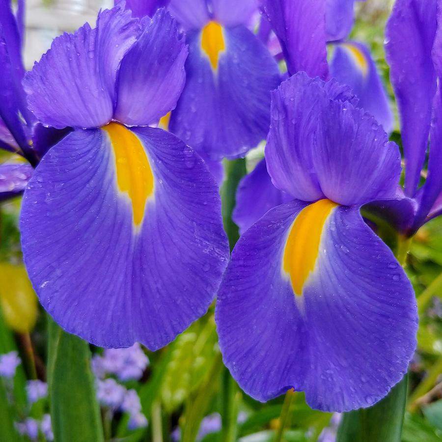 Wet Bearded Irises Photograph by Darrell MacIver
