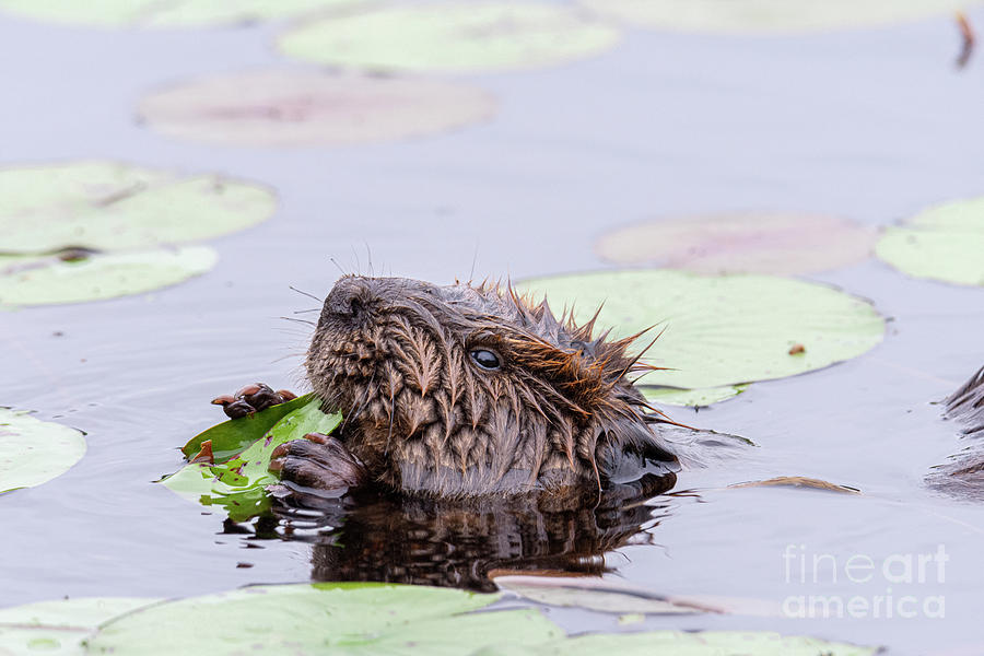Wet Beaver with Spikey Fur Photograph by Ilene Hoffman