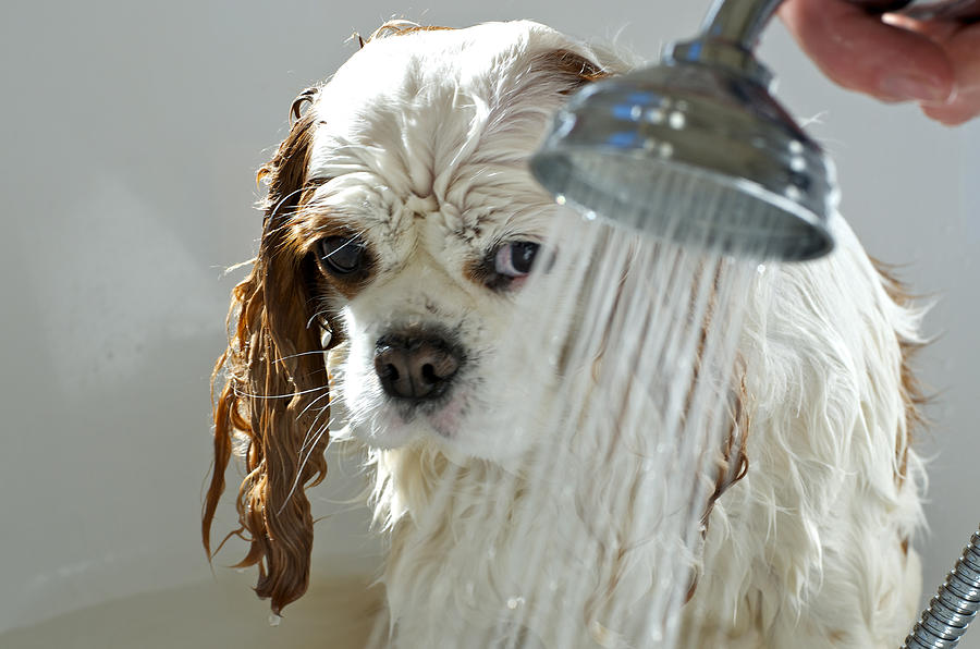 Wet Blenheim Cavalier King Charles Spaniel dog Photograph by Sloane Griffin