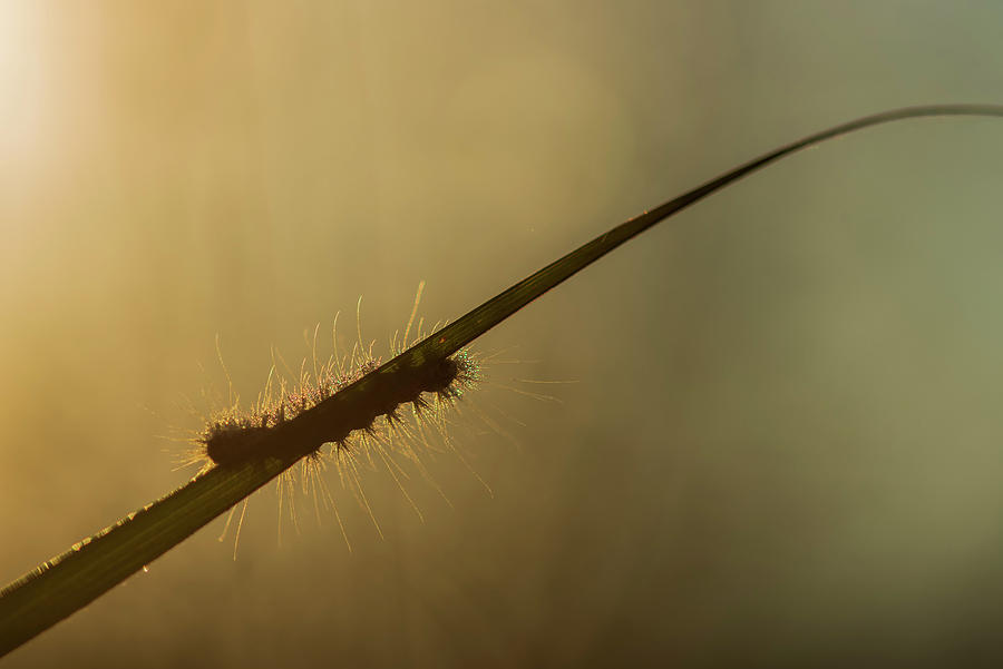 Animals Photograph - Wet Catrerpillar on Grass Blade,  by Robert Potts