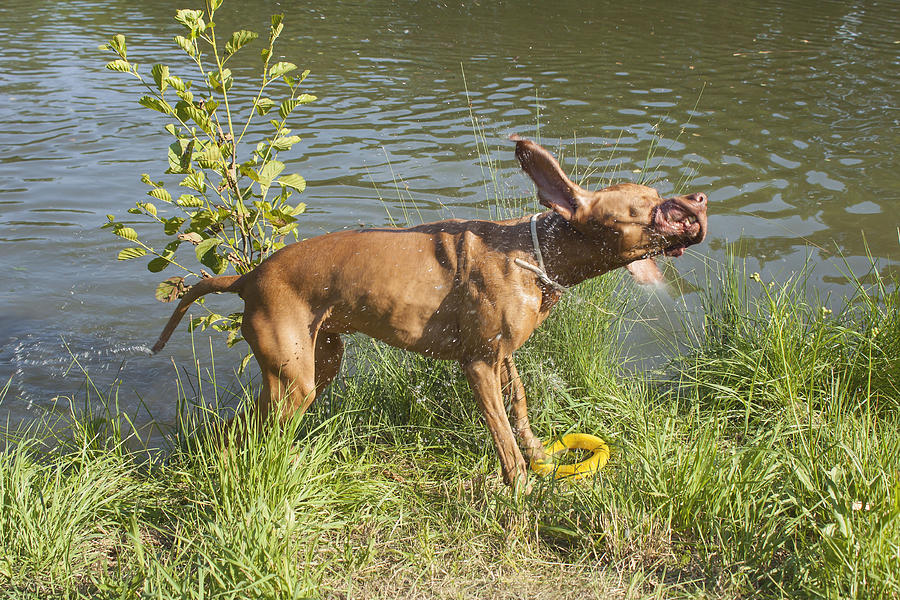 Wet dog Viszla shaking water off. Photograph by MartinFredy