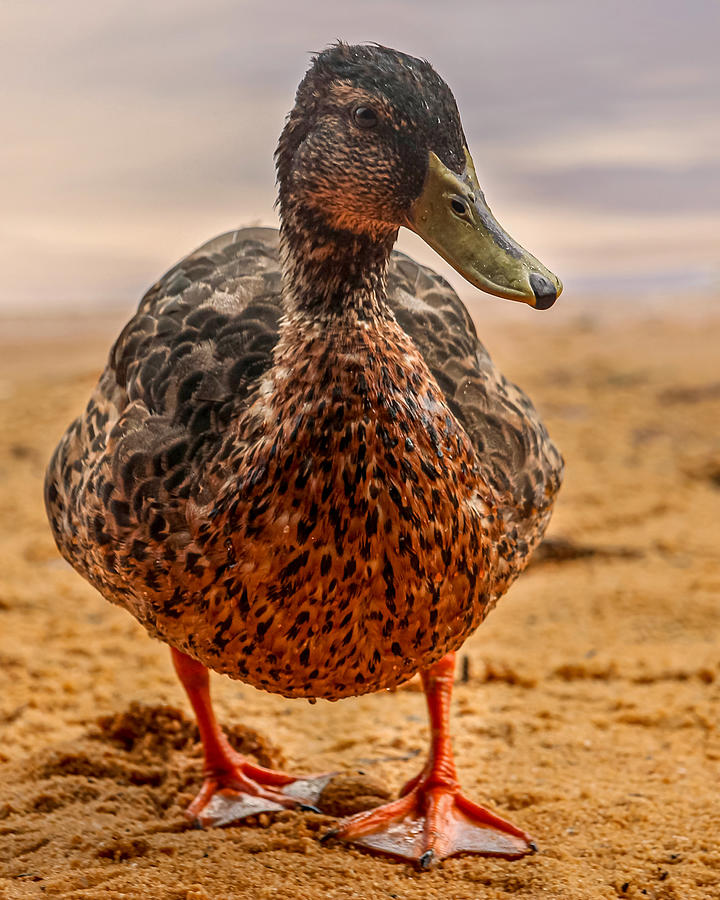 Wet Duck Photograph by Rick Nelson